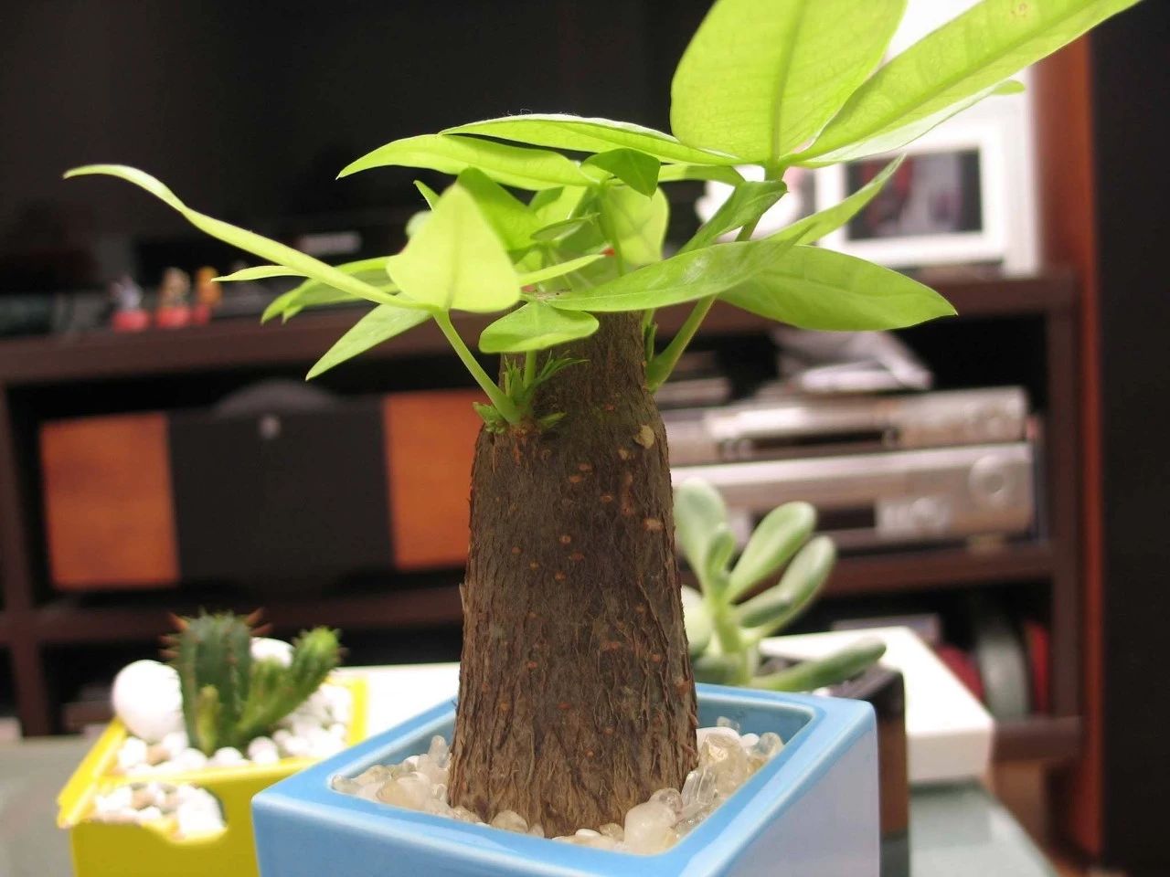 十二生肖各自养什么植物盆栽最旺运？ 图片11
