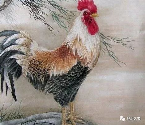 2020年生肖属鸡的运势分析大全 图片1