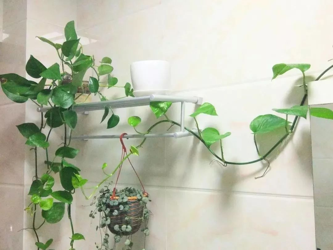 穷人怎么改善财运，布局卫生间风水是关键 图片9