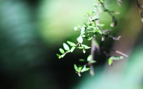 十二星座中的女汉子和小女人分别是谁？