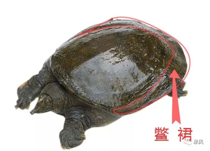 风水学术语“裀褥”是什么意思？ 图片15