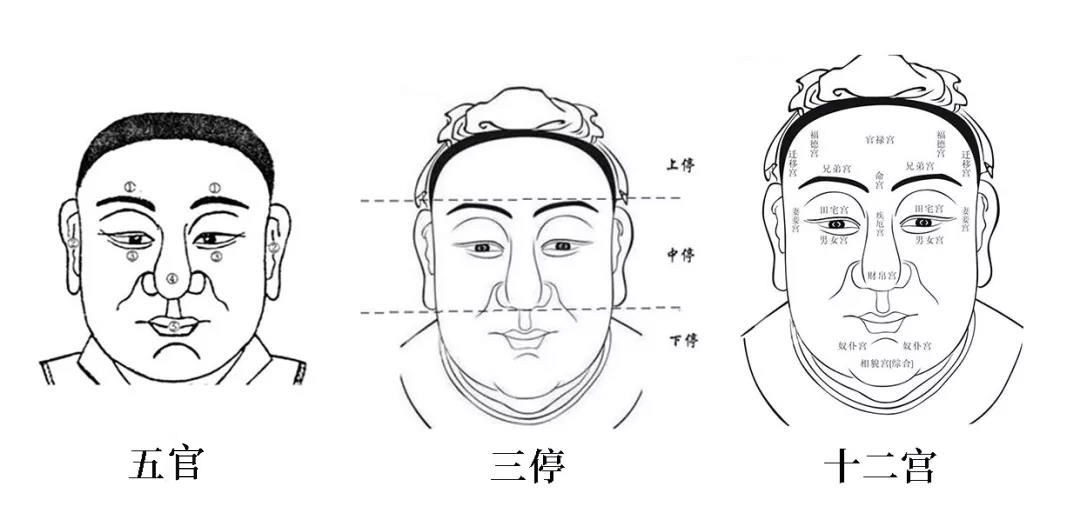 关于面相丨从基因角度分析,人可不可以貌相? 图片8 关于面相丨从基因角度分析,人可不可以貌相? 图片7