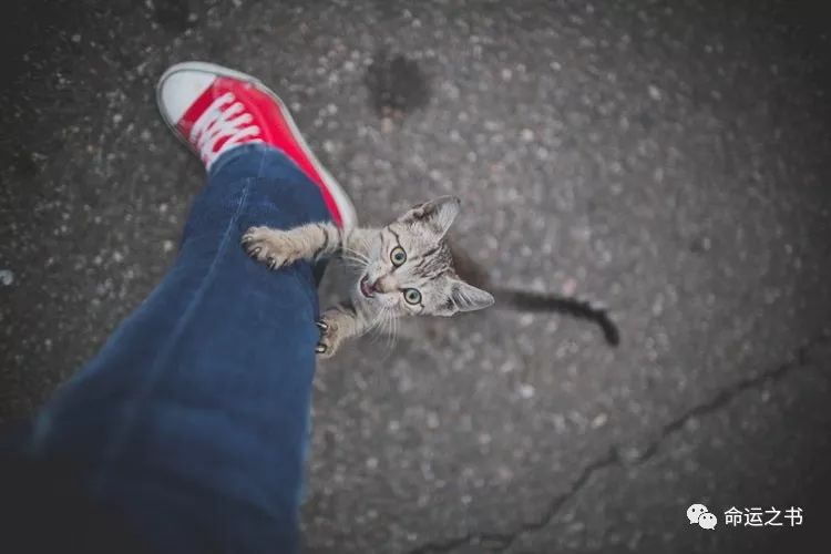 十二生肖最新吉凶运势指南11月8日~11月14日 图片19