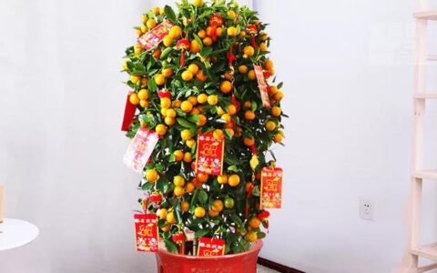 金桔的风水作用，远比吃更重要