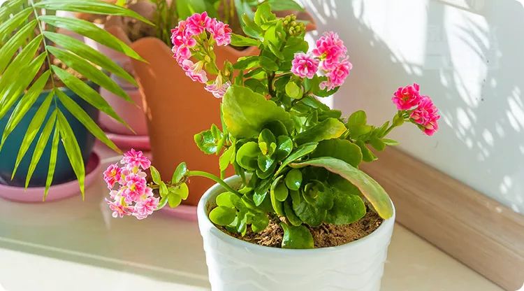 正月植物旺运，这几样植物既招财又旺人 图片1