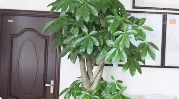 正月植物旺运，这几样植物既招财又旺人 图片9