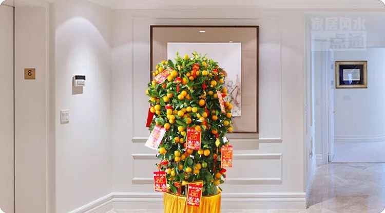 正月植物旺运，这几样植物既招财又旺人 图片13