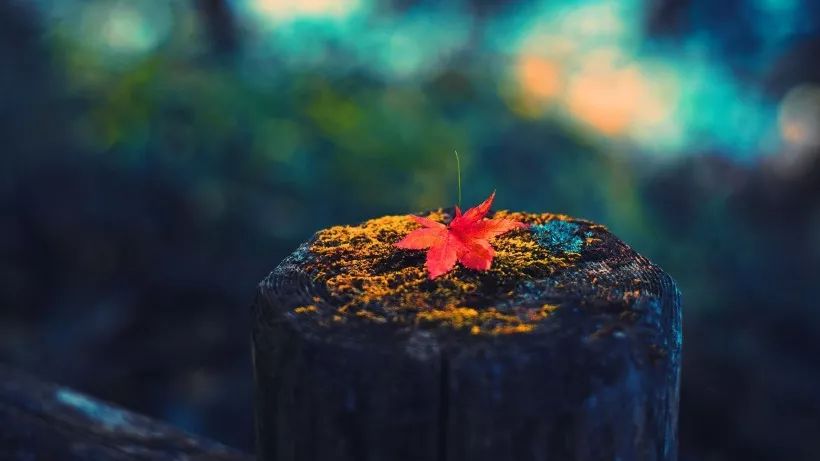 9月运势出炉！这些生肖吉星高照，学业事业双丰收！ 图片11