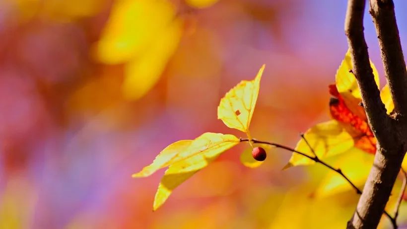 9月运势出炉！这些生肖吉星高照，学业事业双丰收！ 图片27