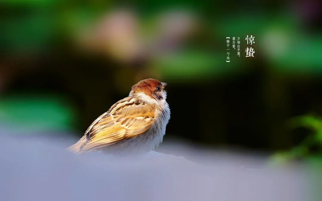 庚子年己卯月月运丨谨防小人作妖、桃花作祟 图片1