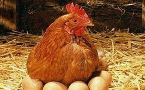 最容易吃醋的三大生肖