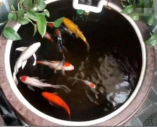 家居风水中在这个位置养鱼,能让你财源广进 图片2 家居风水中在这个位置养鱼,能让你财源广进 图片1