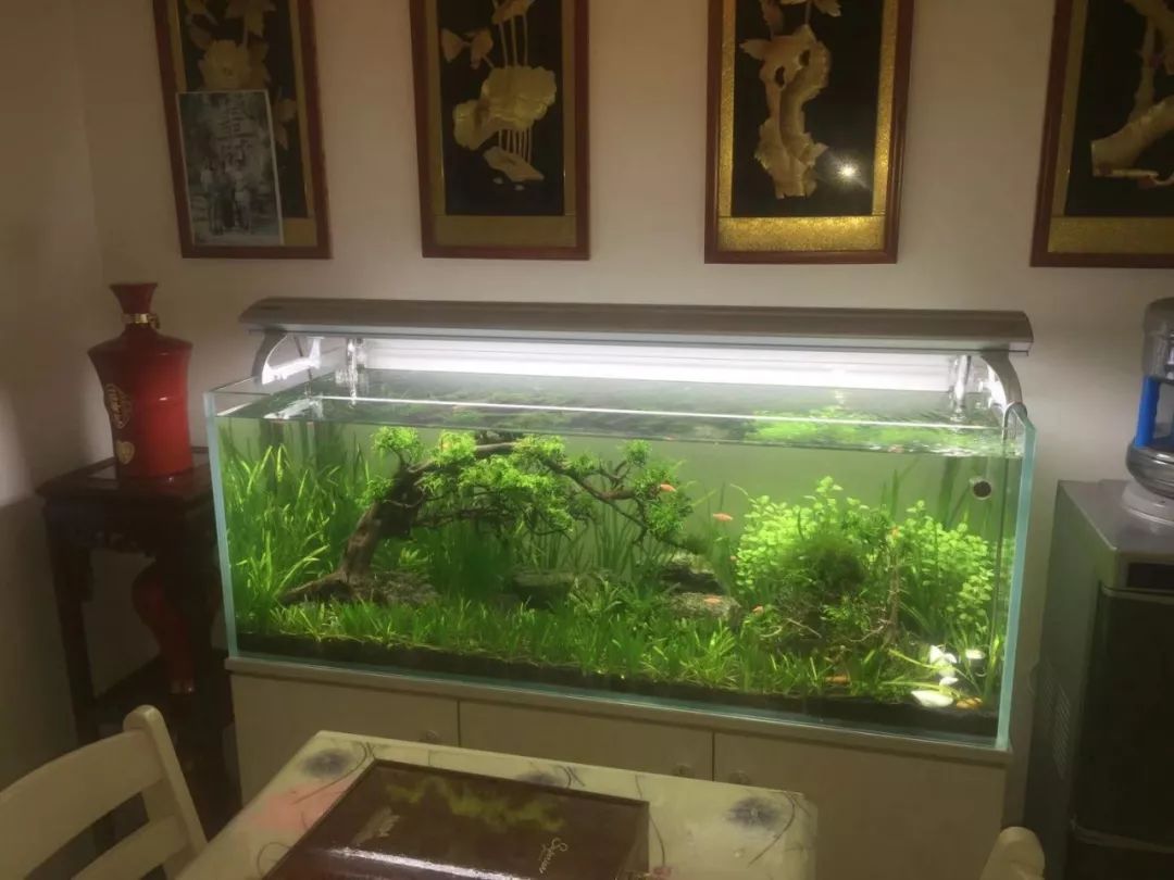 家居风水中在这个位置养鱼,能让你财源广进 图片22 家居风水中在这个位置养鱼,能让你财源广进 图片21