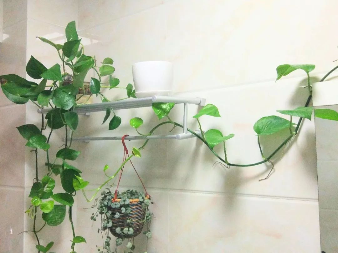 图解卫生间风水禁忌，教你卫生间如何布局 图片19