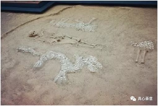 颠覆你的认知：论证东方神龙是否真实存在 图片5