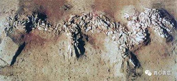 颠覆你的认知：论证东方神龙是否真实存在 图片7