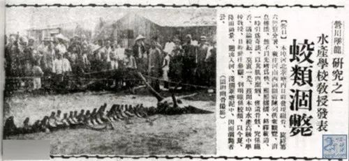 颠覆你的认知：论证东方神龙是否真实存在 图片9
