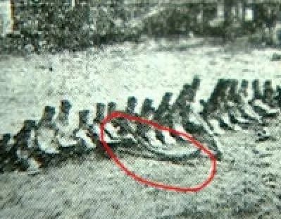 颠覆你的认知：论证东方神龙是否真实存在 图片11