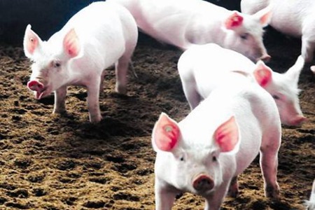 梦见杀猪是什么意思 是不祥之兆预示有灾祸吗 图片1