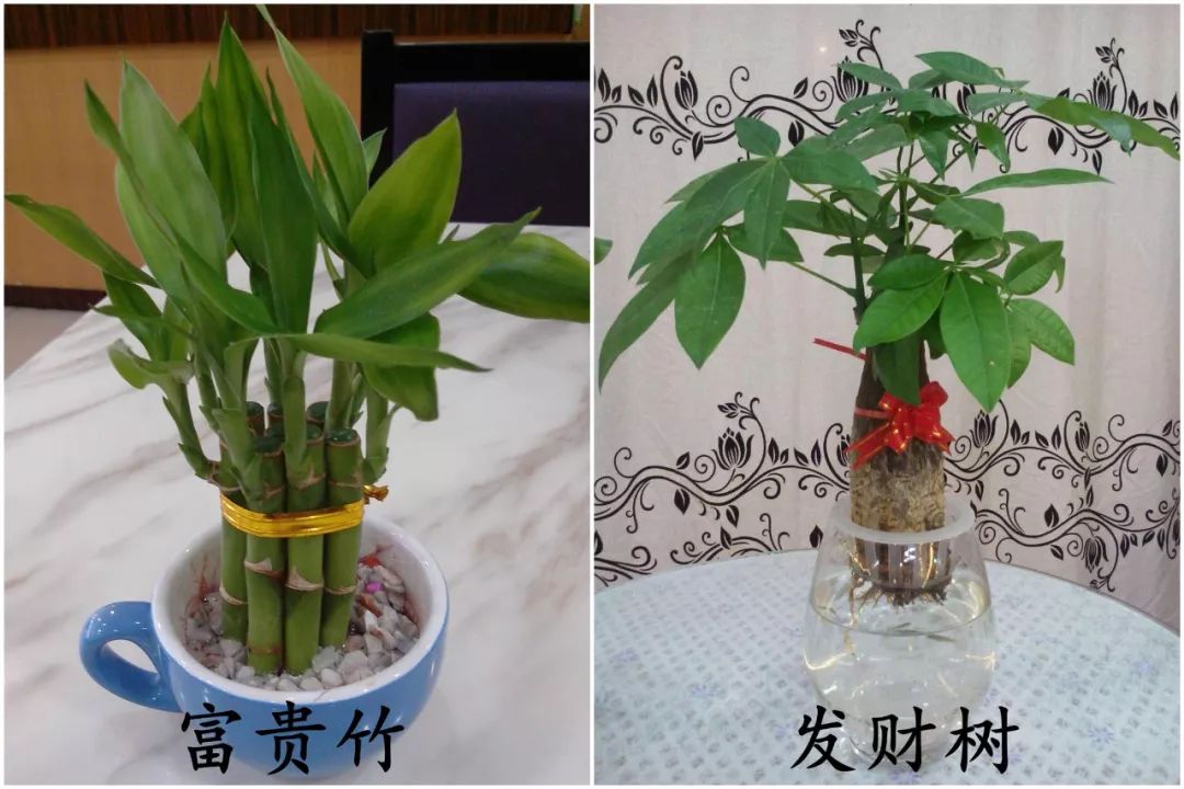 家中开窗需谨慎，破坏风水容易破财 图片7