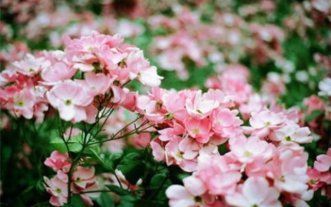 今日运势之8月5日，不要太过固执己见