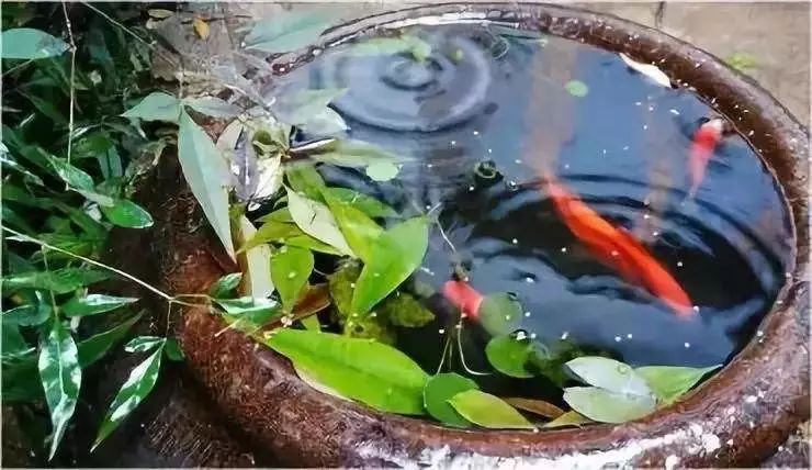 养鱼真的可以招财吗?风水鱼缸怎么用才招财 图片8 养鱼真的可以招财吗?风水鱼缸怎么用才招财 图片7