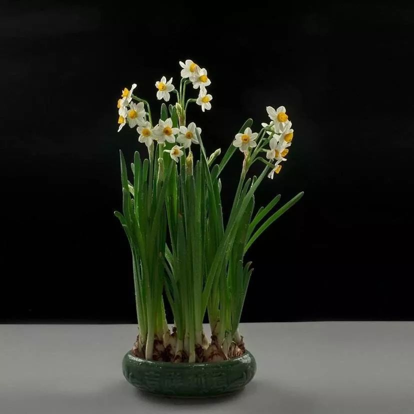 过年期间家里放这些花可以旺运 图片6 过年期间家里放这些花可以旺运 图片5