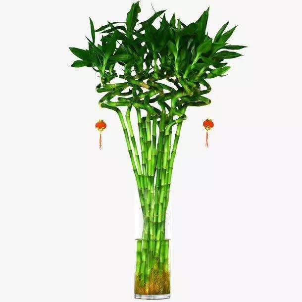 过年期间家里放这些花可以旺运 图片12 过年期间家里放这些花可以旺运 图片11