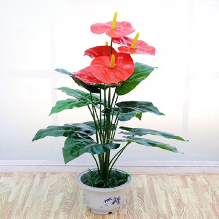 过年期间家里放这些花可以旺运 图片14 过年期间家里放这些花可以旺运 图片13
