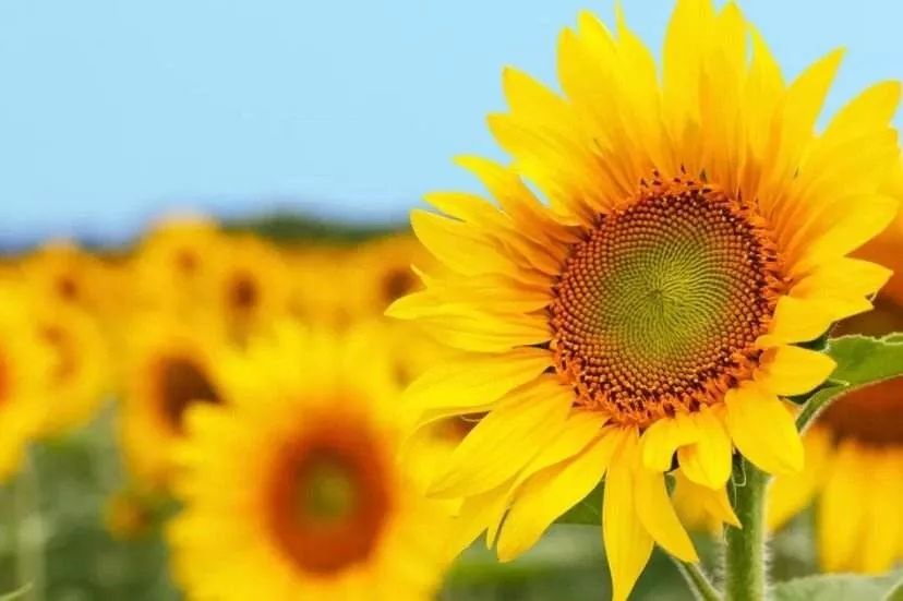 过年期间家里放这些花可以旺运 图片22 过年期间家里放这些花可以旺运 图片21