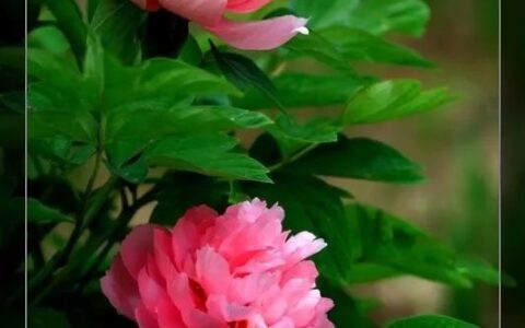 过年期间家里放这些花可以旺运