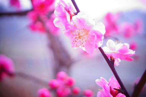 2020年桃花运/财运/学业运生肖排行榜 图片1
