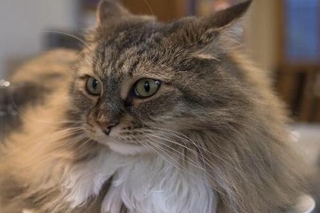 女人梦见猫是什么预兆 是吉祥和福气到来吗 图片15