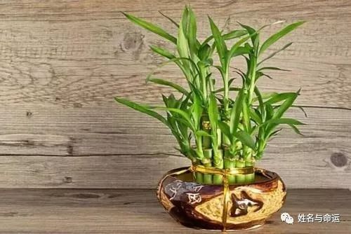 想财运好？在厨房里放这三种绿植就行了 图片1