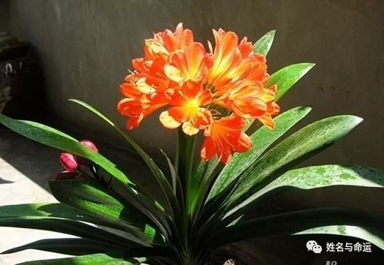 想财运好？在厨房里放这三种绿植就行了 图片5