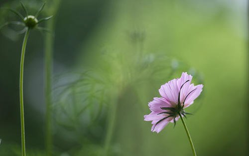 一起说说狮子座是如何找另一半的？ 图片1