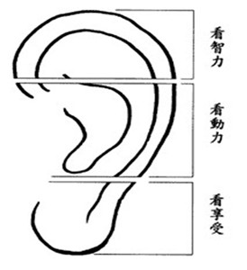 大耳朵真的有福气吗? 图片6 大耳朵真的有福气吗? 图片5