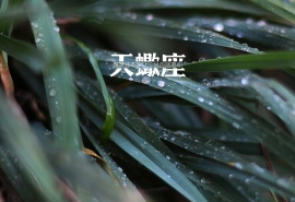 那些十二星座公认的“万人迷” 图片3