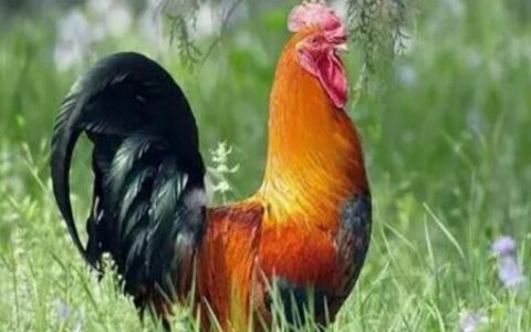 2017年属什么生肖 生肖鸡的运势走向分析
