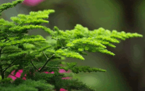 植物风水怎么摆好植物风水禁忌