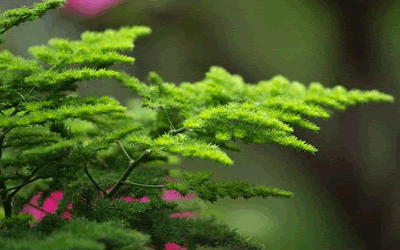 植物风水怎么摆好植物风水禁忌 图片1