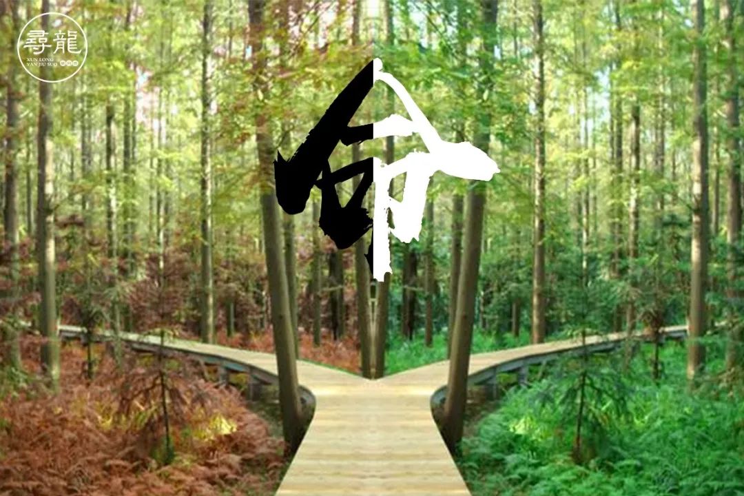 为什么双胞胎八字一样，命运却有所不同？ 图片11