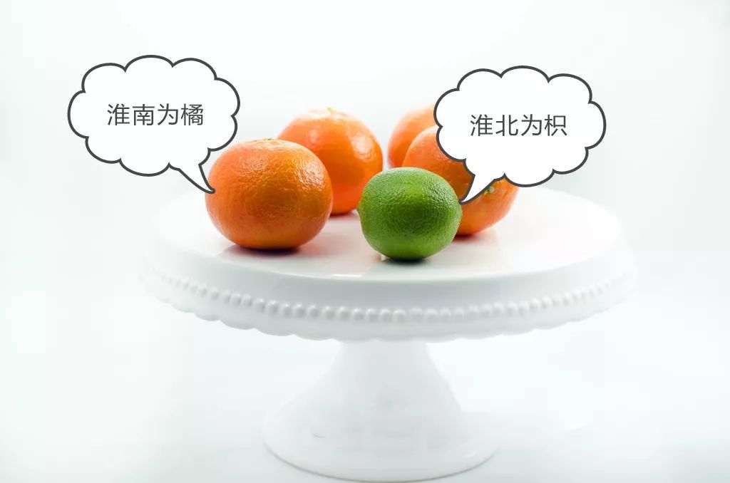为什么双胞胎八字一样，命运却有所不同？ 图片15