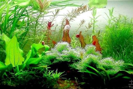 家庭鱼缸摆放风水作用 小鱼缸大有乾坤化煞助运 图片5