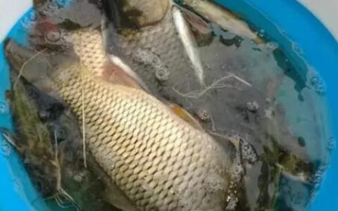 梦见捞鱼是什么意思 它是好运的预兆吗