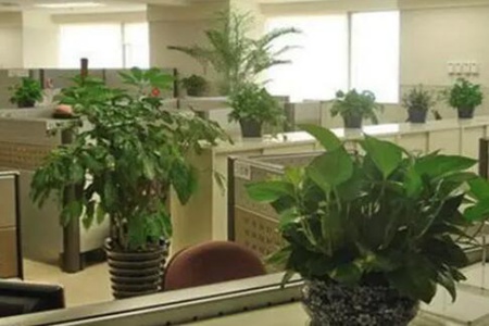 办公室放的植物太多会对风水不好吗 图片15