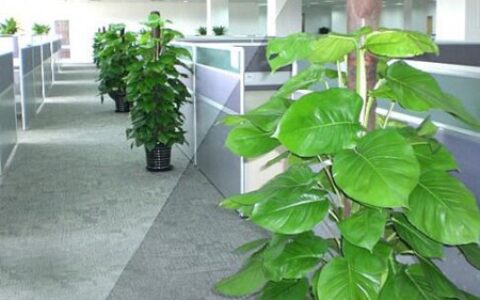 办公室放的植物太多会对风水不好吗