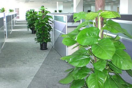 办公室放的植物太多会对风水不好吗 图片17