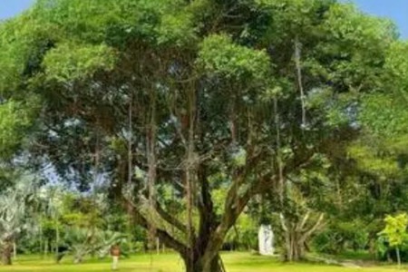 梦见大树是什么意思 是象征着人的健康吗 图片17