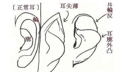 耳相看个人运势的好坏 图片5